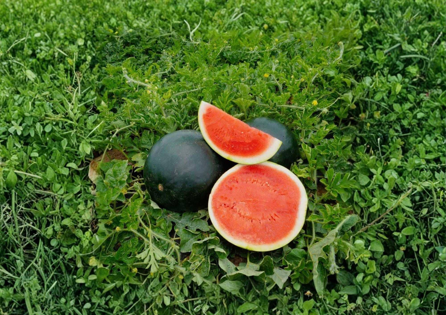 10 Moon and Stars Red Watermelon Seeds Heirloom Non-GMO Vegetable Seeds for Garden Planting