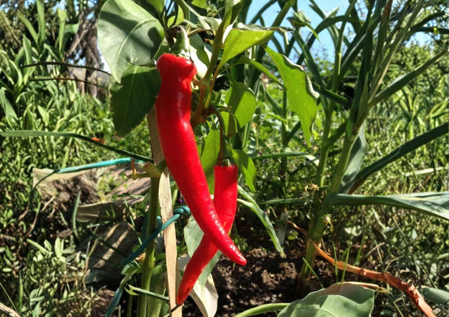 Cayenne Pepper Seeds | Heirloom Large Red Thick Walled Hot Chili Seeds for Garden Planting