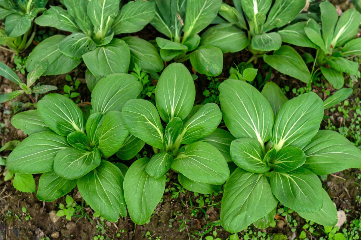 Pak Choi Seeds | Fun Jen Hybrid Bok Choy for Stir-Fries & Soups | Fast-Growing Asian Green