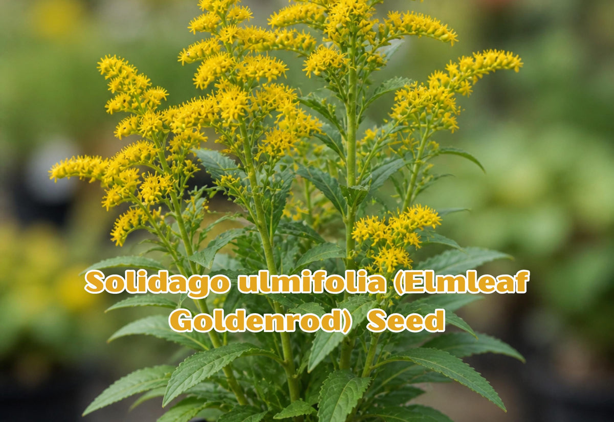 Solidago ulmifolia Elmleaf Goldenrod Seeds – Native Perennial Wildflower for Pollinator Gardens, Bright Golden Yellow Flowers, 100 Seeds