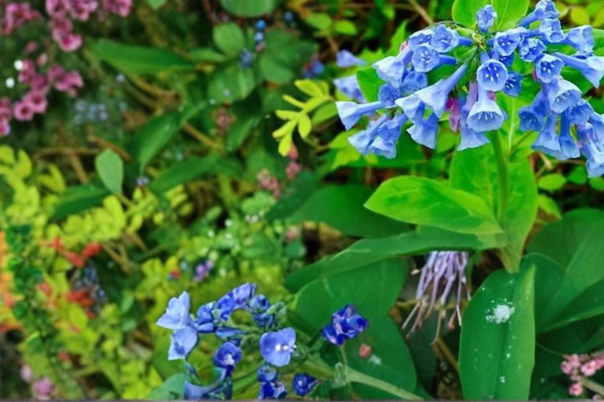 Virginia Bluebells Seeds – Mertensia virginica – Perennial Woodland Flower with Pink to Blue Bell-Shaped Blooms