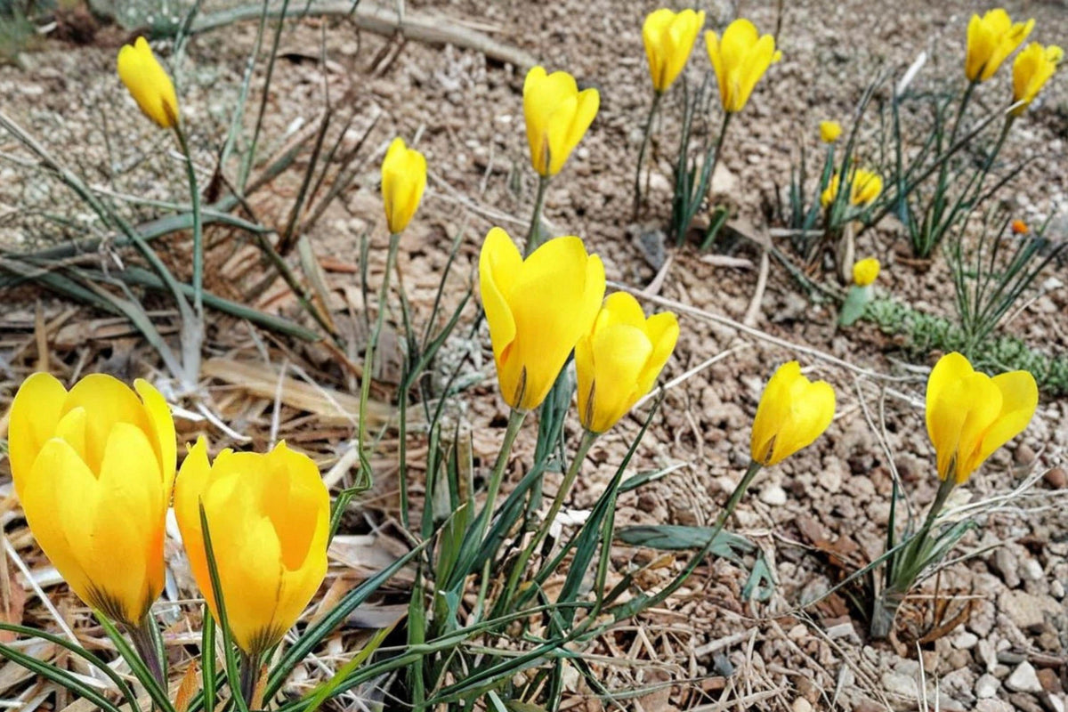 Golden Yellow Crocus Bulbs – 20 Pack, Early Spring Blooming, Perennial Flower Bulb, Crocus (Crocus)