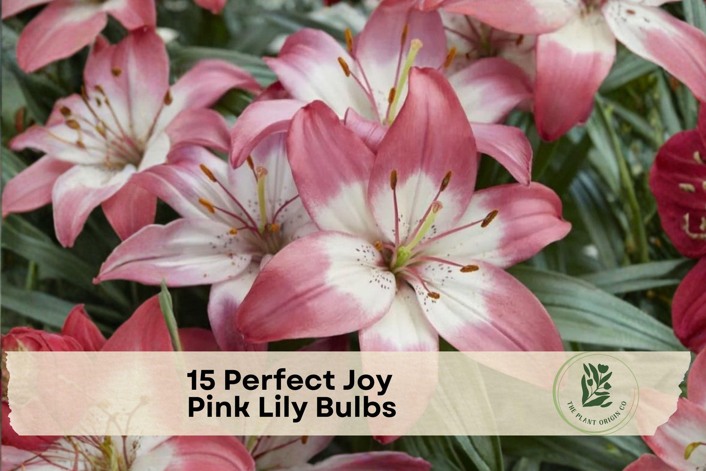 Pink Lily Bulbs, Asiatic Lily, Perfect Joy Pink, Flowering Bulb for Garden Beds & Containers