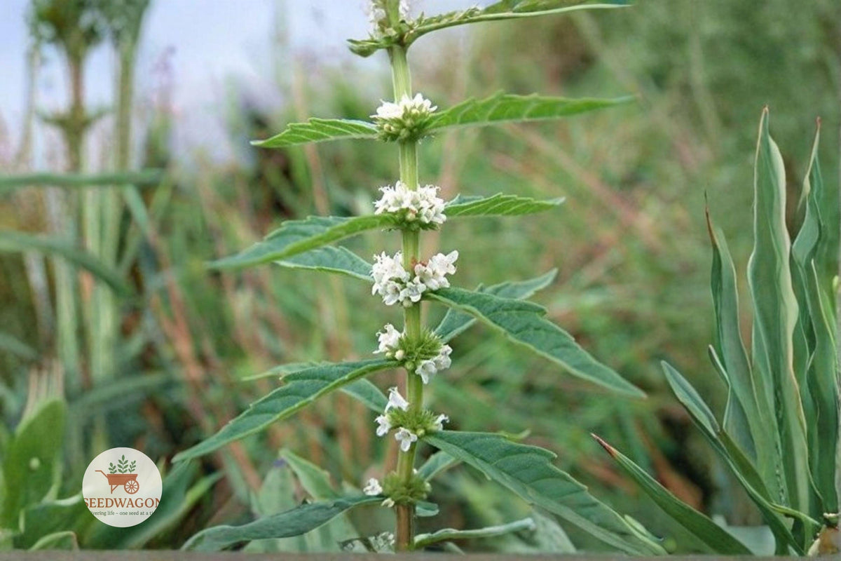 American Bugleweed Seeds 500 Lycopus americanus Native Wetland Perennial Wildflower for Ponds & Rain Gardens