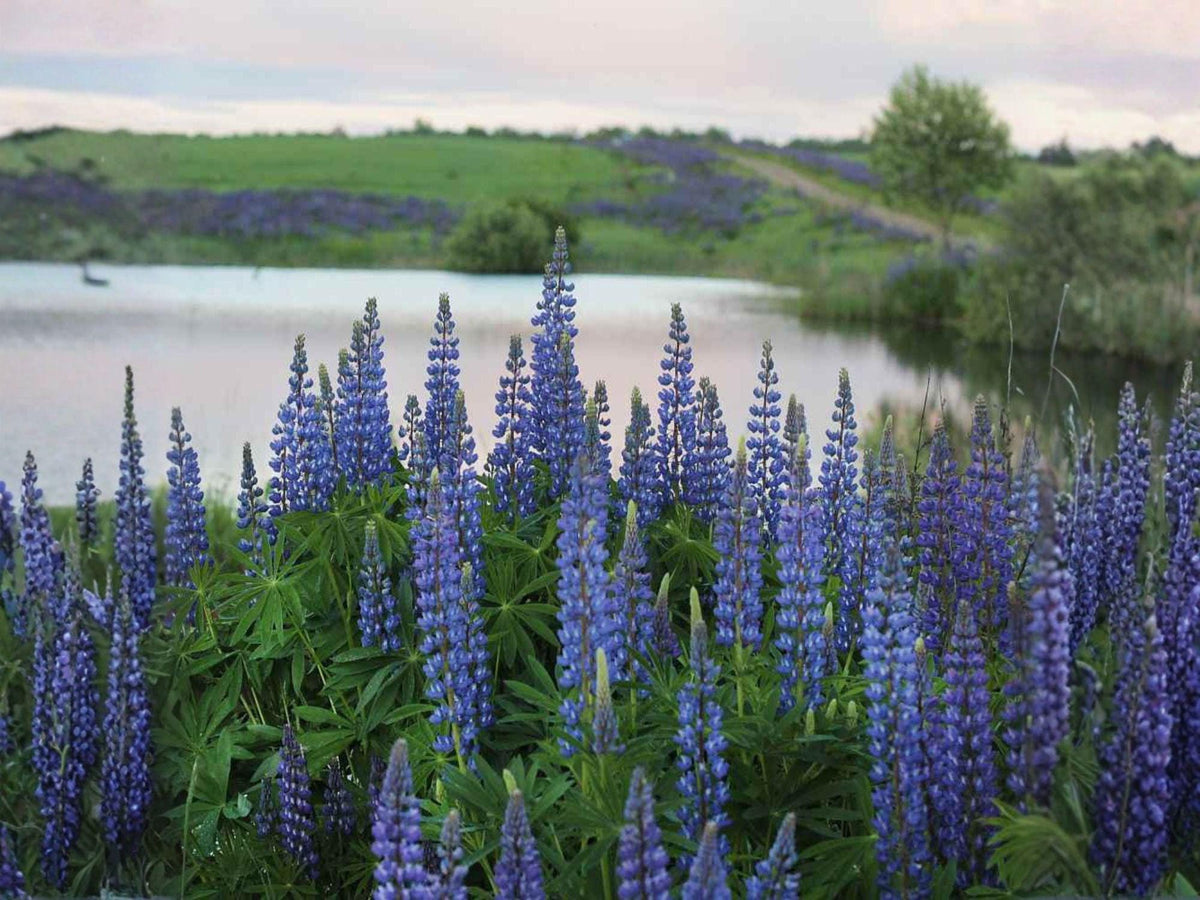 Blue Lupine Seeds – Lupinus perennis Perennial Flower for Gardens, Borders, Natural Landscapes, 25 Seeds