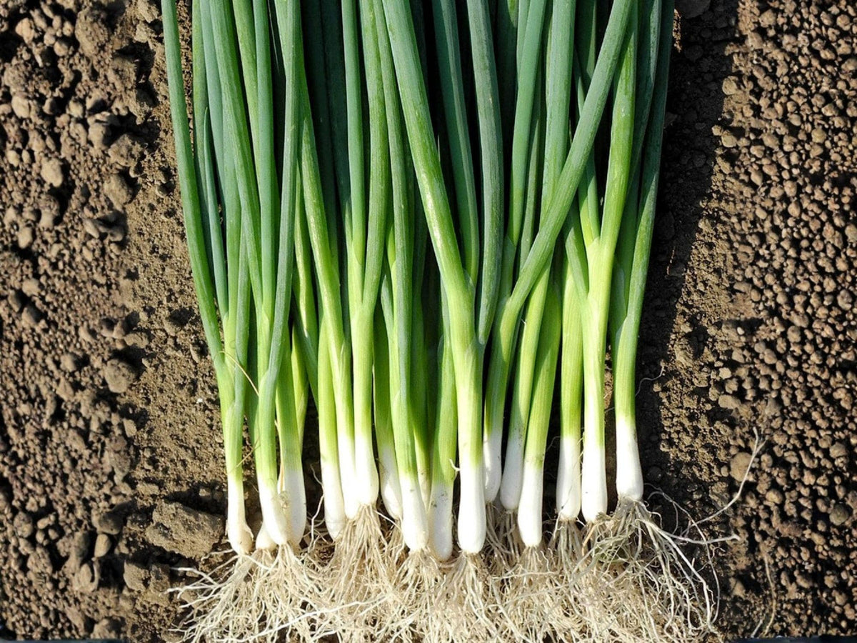 Evergreen Bunching Onion Seeds – Heirloom Non-GMO Green Vegetable Seeds for Home Garden, Scallions, Cool-Season, Open-Pollinated