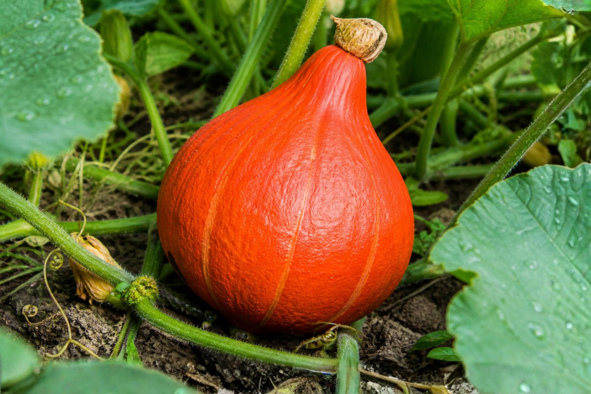 Japanese Red Kuri Squash Seeds – Uchiki Kuri Winter Heirloom, Nutty Flavor, Teardrop Shape, Gourmet Vegetable, 5 Seeds
