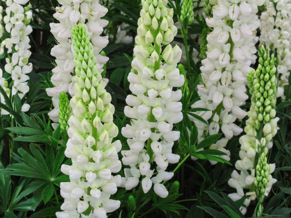 White Lupine Seeds | Lupinus polyphyllus Russell White Perennial Flower for Gardens & Borders