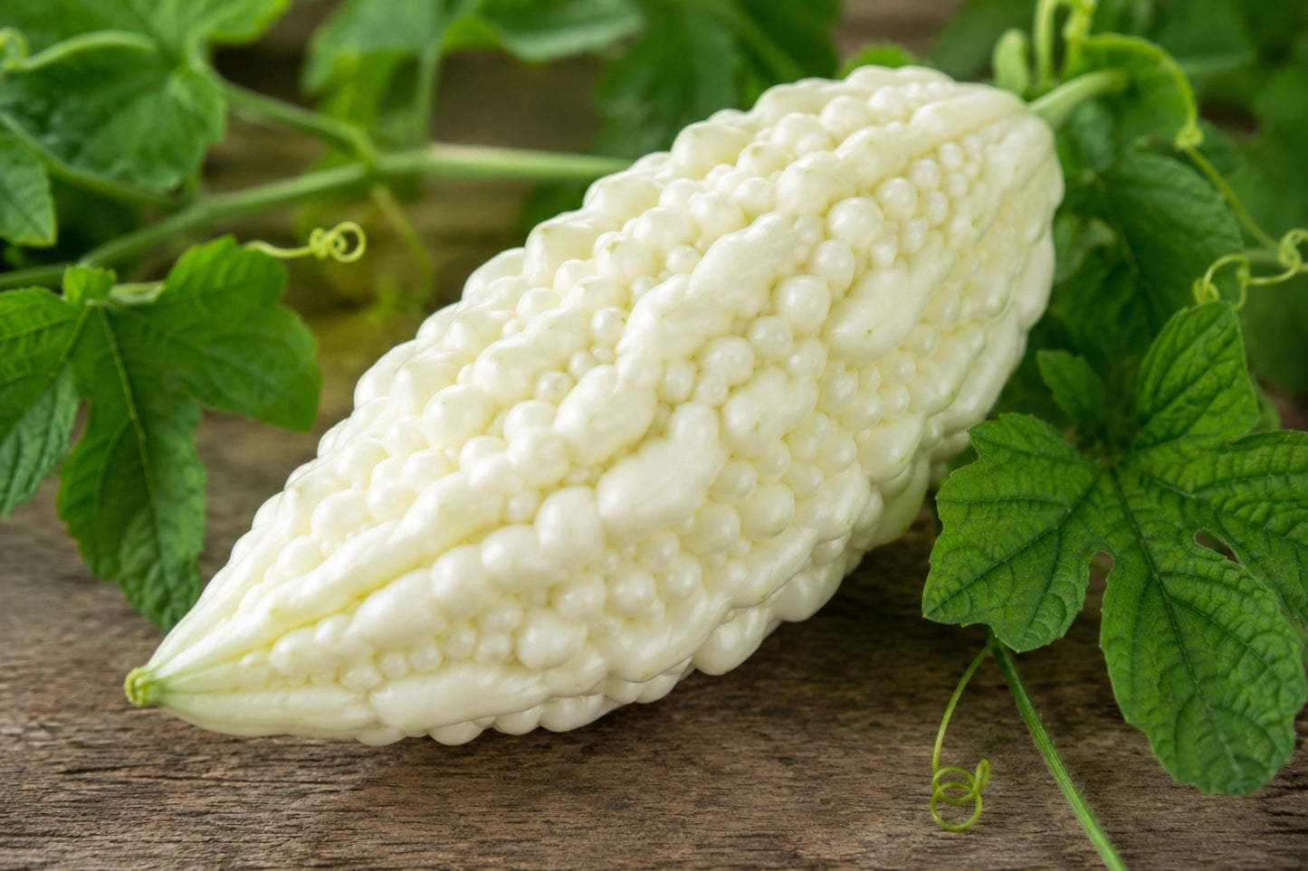 White Bitter Gourd Hybrid Seeds | Asian Cuisine Vegetable | Momordica charantia | Milder Flavor, 5 Seeds