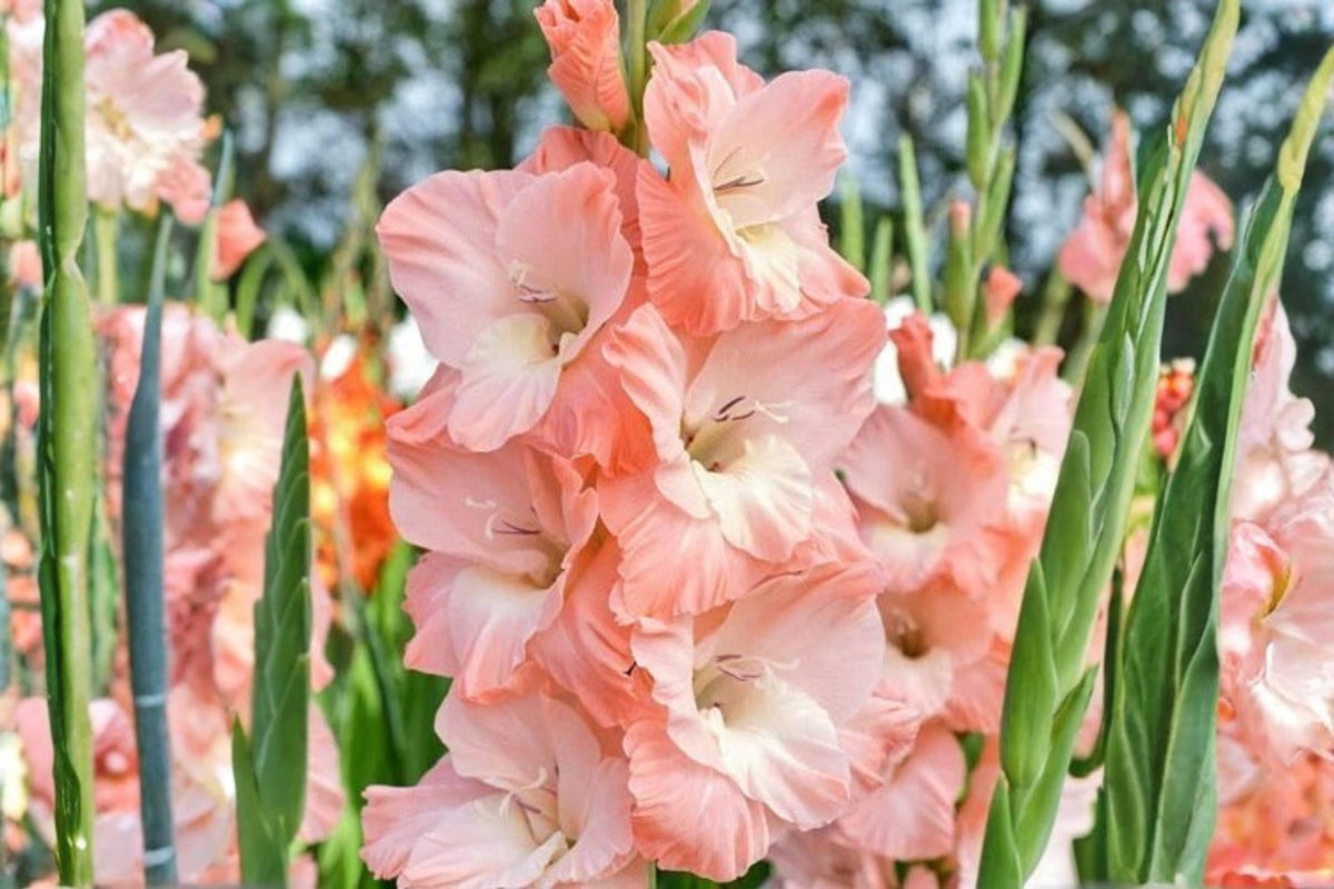 Karma Gladiolus Flower Bulbs 10 Pack – Colorful Blooming Gladiolus spp. for Garden, Cut Flowers, Pollinator Attractant