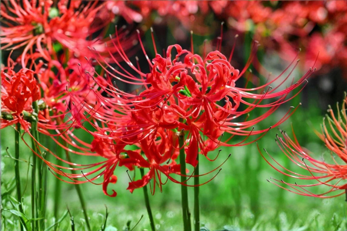 Red Spider Lily Bulb – Lycoris radiata Perennial Heirloom Flowering Plant for Garden, Border, or Container