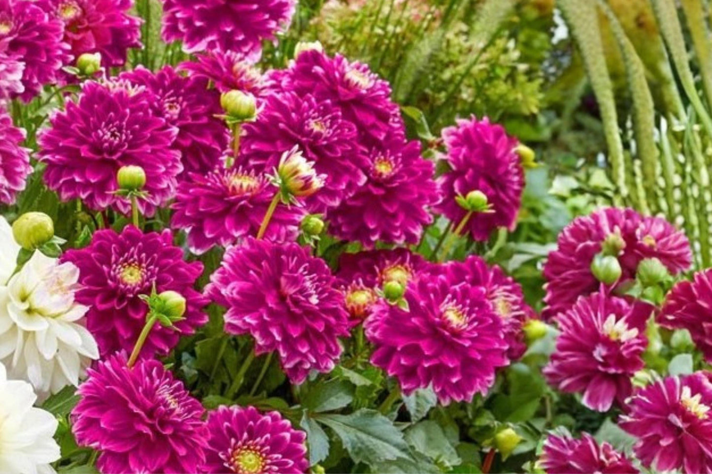 Go Go Purple Dahlia Flower Bulb – Decorative Border Plant, Vibrant Purple Blooms, Dahlia pinnata