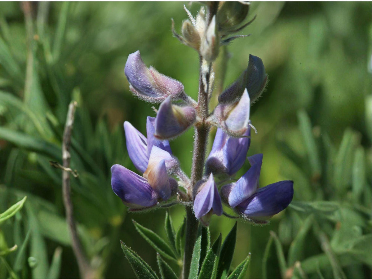 Riverbank Lupine Seeds | Lupinus rivularis Flowering Plant | Purple to Blue Blooms | Perennial Garden Flower Seeds