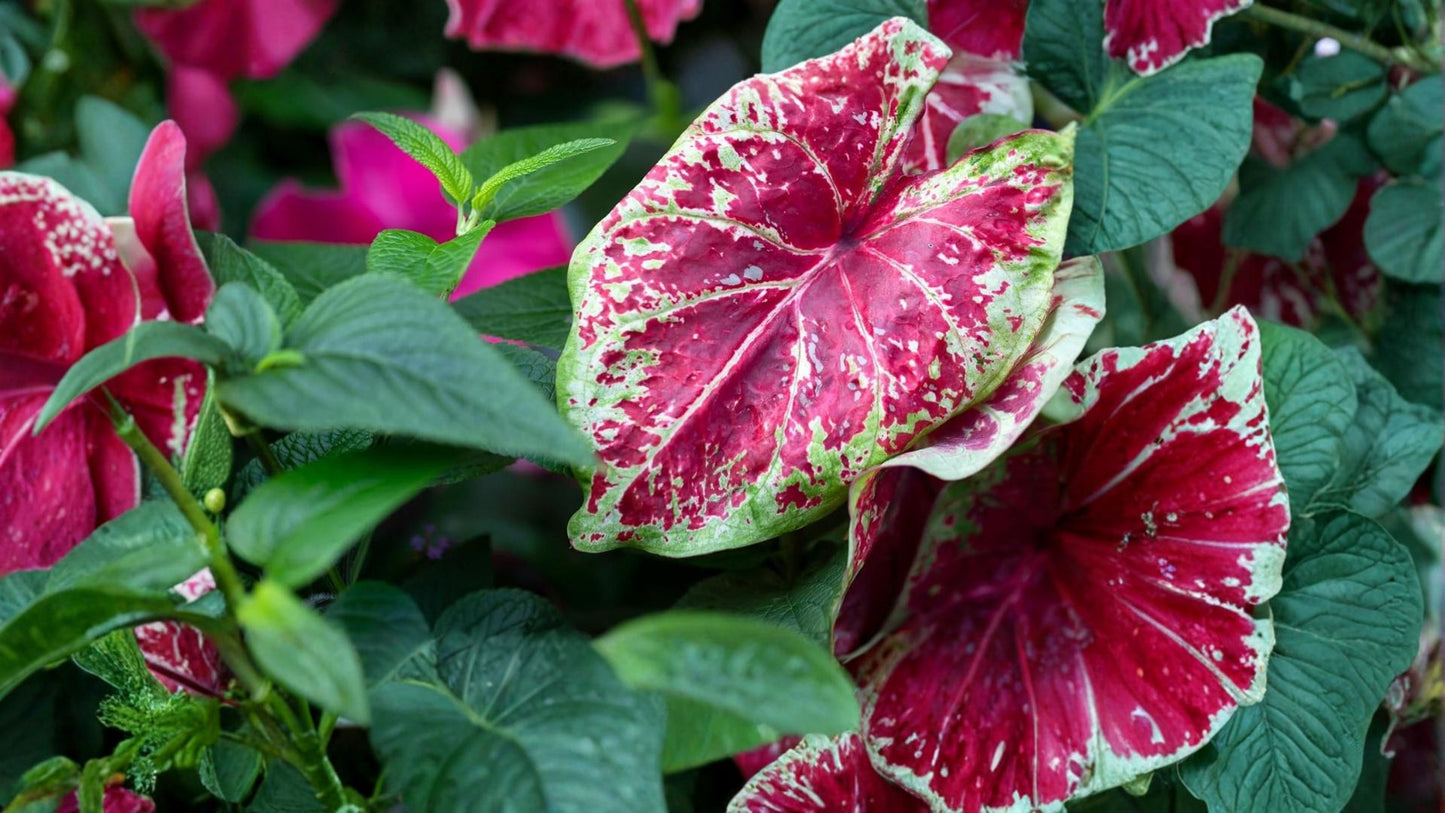 Scarlet O’Hara Caladium Bulbs – Caladium bicolor, Red Foliage, Tropical Shade Plant, Garden or Container Bulbs