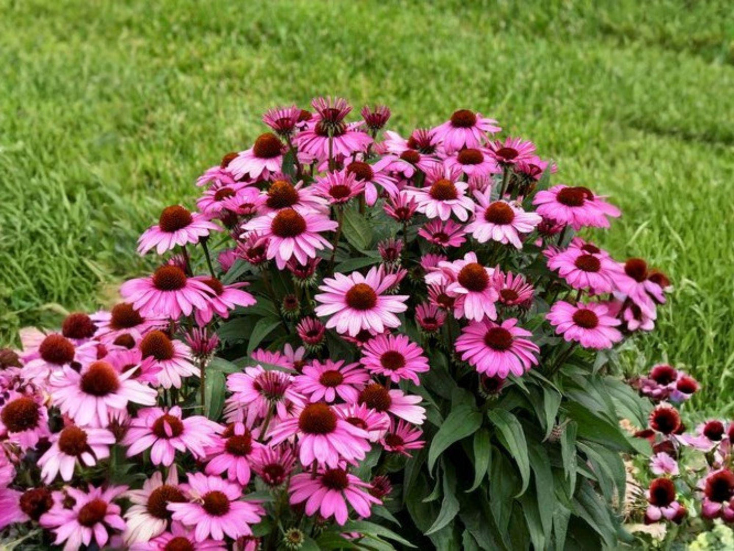 Purple Coneflower Seeds | Echinacea Purpurea Flowering Plant | Perennial Garden Flower | 100 Seeds