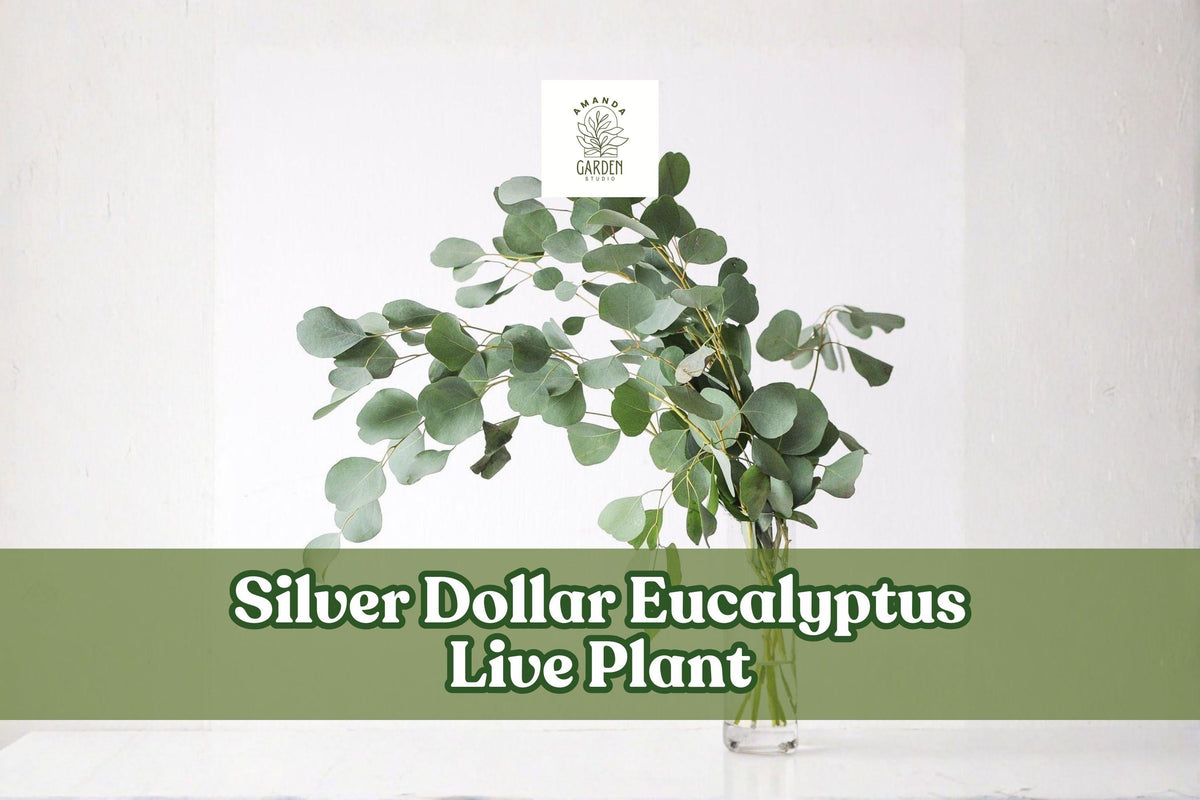 Silver Dollar Eucalyptus Live Plant | Eucalyptus cinerea Starter Plug for Containers, Garden & Cut Foliage