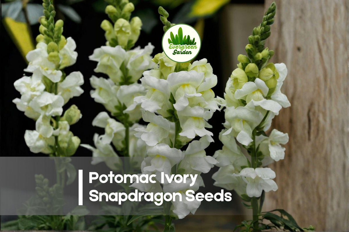 Potomac Ivory Snapdragon Seeds - Antirrhinum majus, Ivory Flowers, Cut-Flower, Annual, Tall Upright Growth, Garden & Floral Arrangement