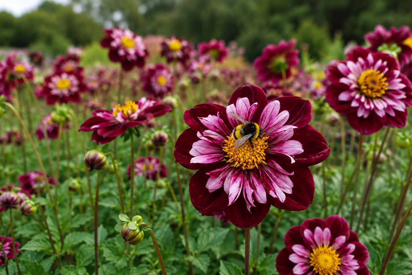 Collarette Dahlia Bulb Tuber – Joyful Investment, Attracts Hummingbirds, Pollinators, Dahlia × pinnata, Vibrant Garden Flower