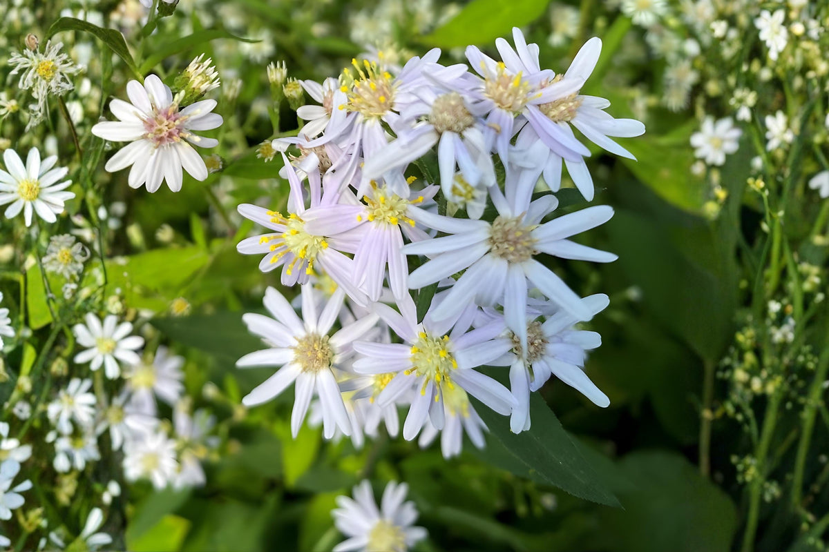 Big-Leaved Aster Seeds (Eurybia macrophylla) – Shade Woodland Wildflower, Native, Late-Season Blooming, Pollinator-Friendly