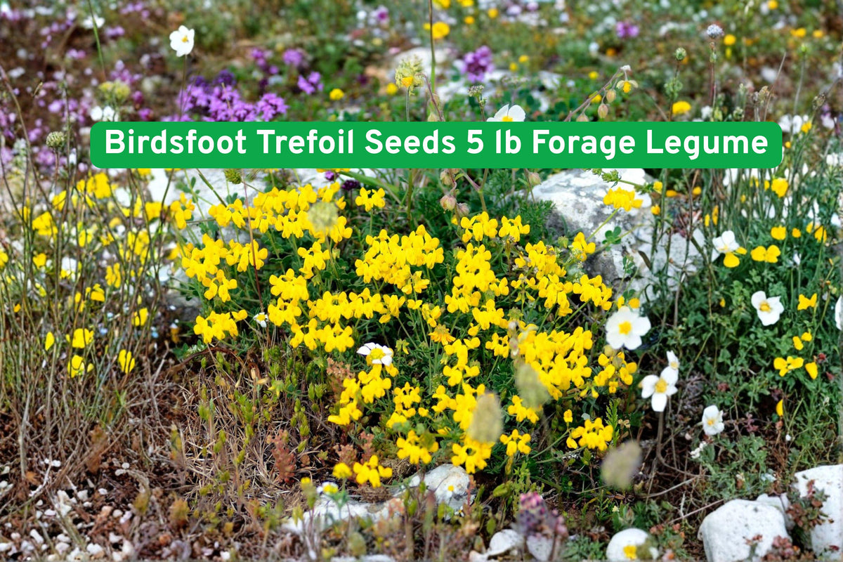 Birdsfoot Trefoil Seeds 5 lb Forage Legume for Pasture, Hay, Silage | Lotus corniculatus