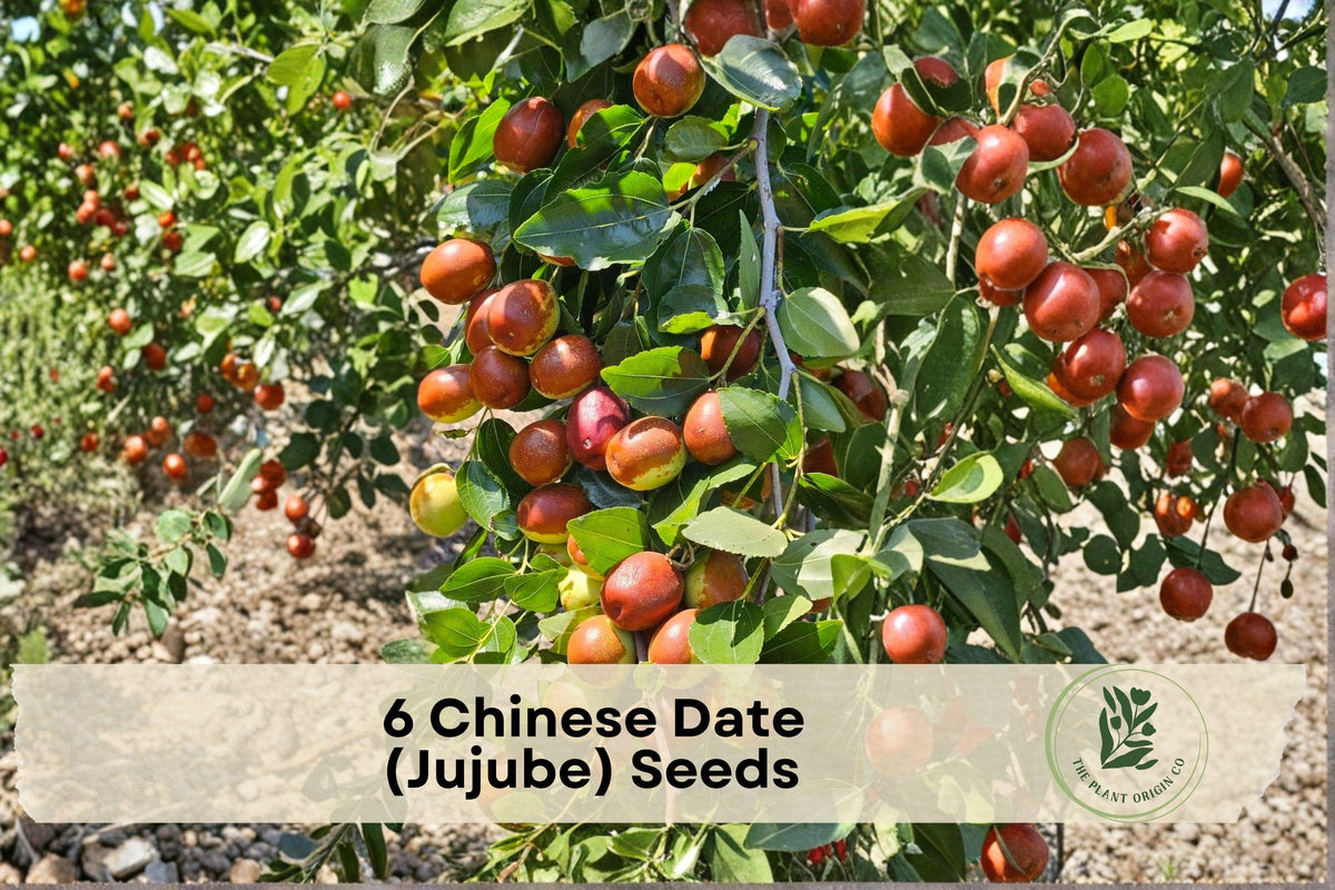 Chinese Date Jujube Seeds - Edible Fruit Tree, Ziziphus jujuba, Small Sweet Fruits, Hardy, Home Garden & Orchard Plant