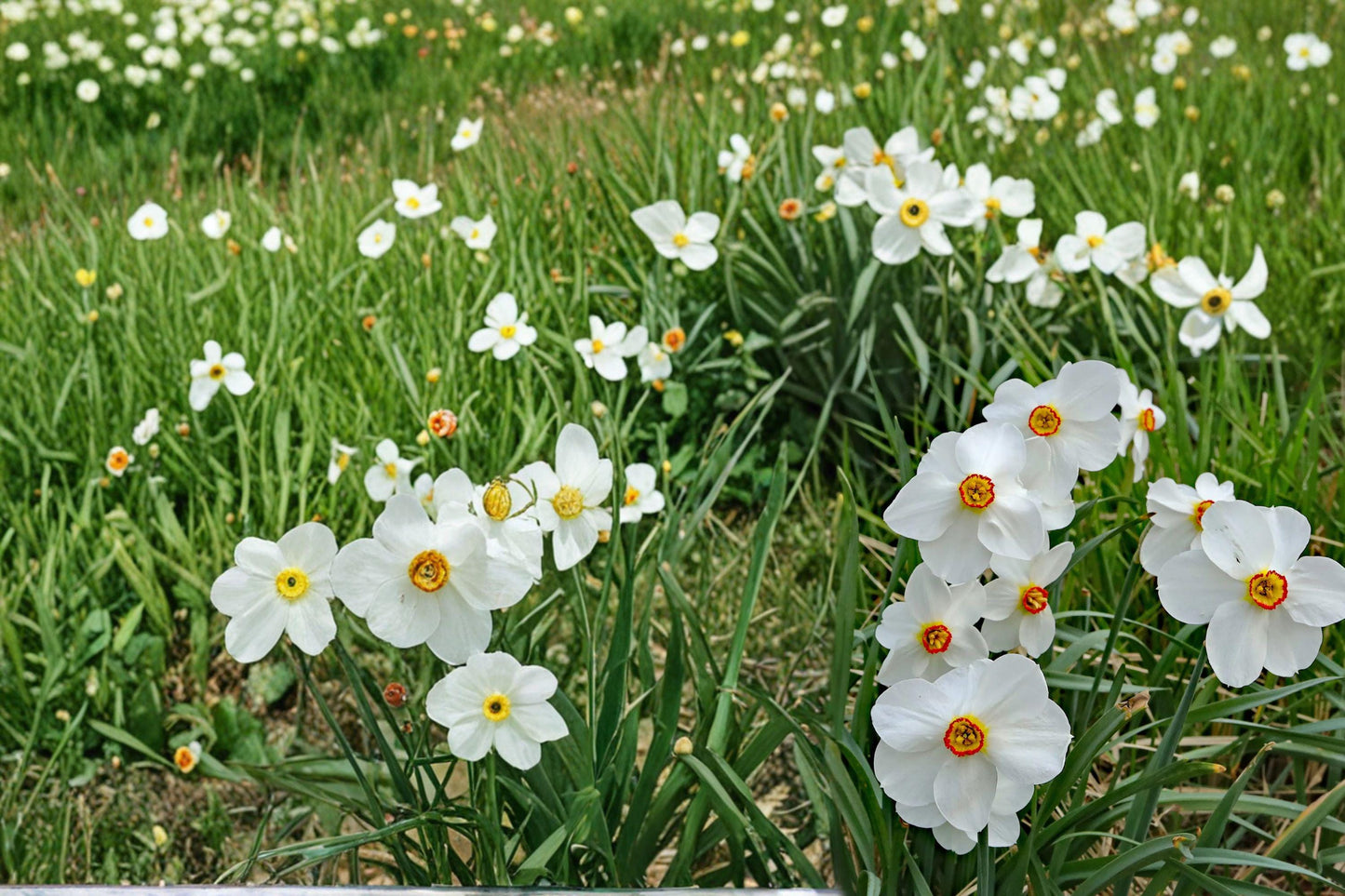 Poet’s Daffodil Bulbs – Narcissus poeticus – White Flowers with Yellow-Red Cup – Perennial Garden Bulb