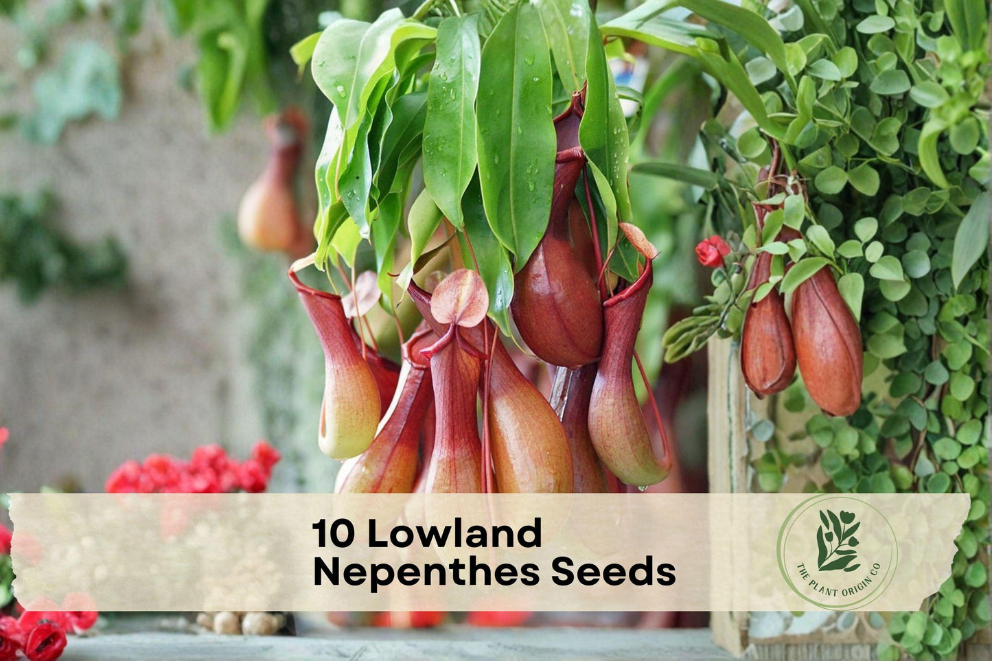 Lowland Nepenthes Seeds – Carnivorous Pitcher Plant, Tropical Nepenthes madagascariensis, Exotic Indoor or Terrarium Plant
