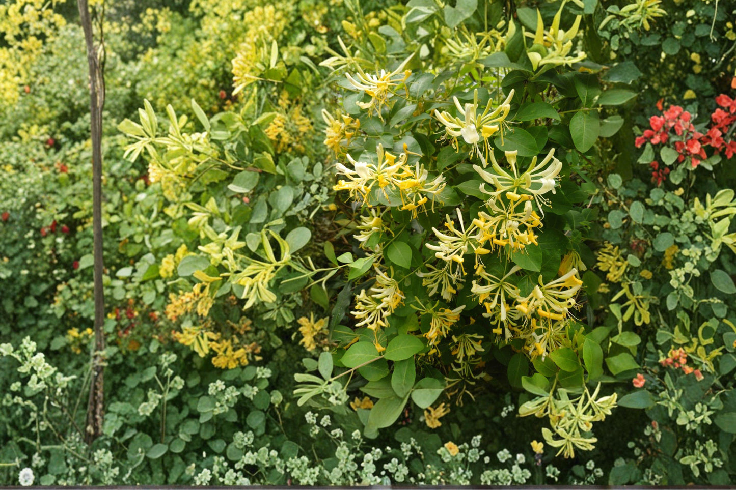 Scentsation Honeysuckle Bare Root Vine – Lonicera periclymenum, Fragrant White to Yellow Flowers, Red Berries