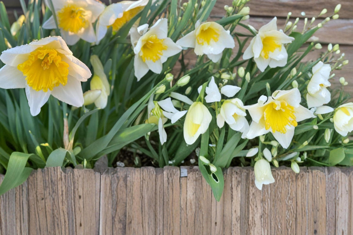 Ice Follies Daffodil Bulbs – Narcissus Perennial Spring Flowering Bulbs, 10 Pack