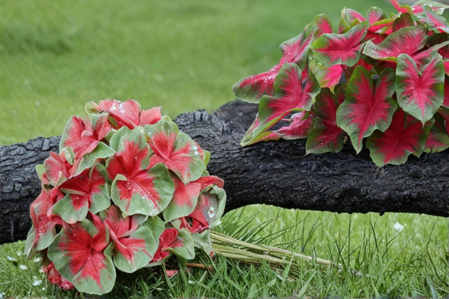 Florida Cardinal Caladium Bulbs – 6 Pack, Red & Green Foliage, Shade Garden, Container Plant, Tropical Perennial Caladium