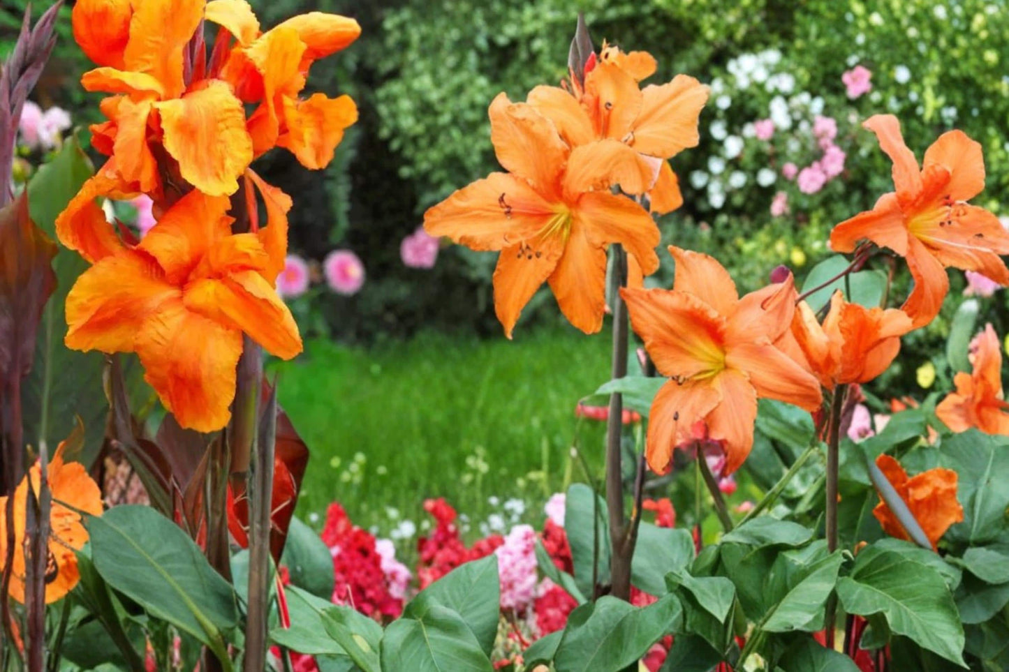 Wyoming Canna Lily Bulbs – Tropical-Style Perennial with Dark Foliage and Orange-Red Flowers, Canna Scientific Name