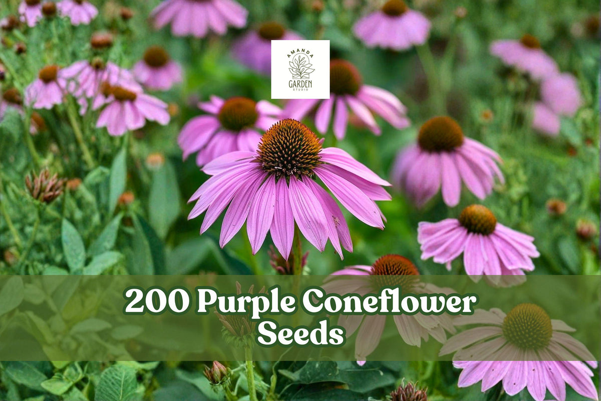 Purple Coneflower Seeds – Echinacea Perennial Wildflower for Garden Beds, 200+ Seeds
