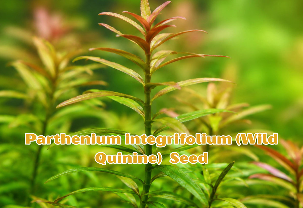 Parthenium Integrifolium Seed Pack - Wild Quinine Native Wildflower for Pollinator Gardens, Wetlands, Pond and Bog Plant, 1000 Seeds