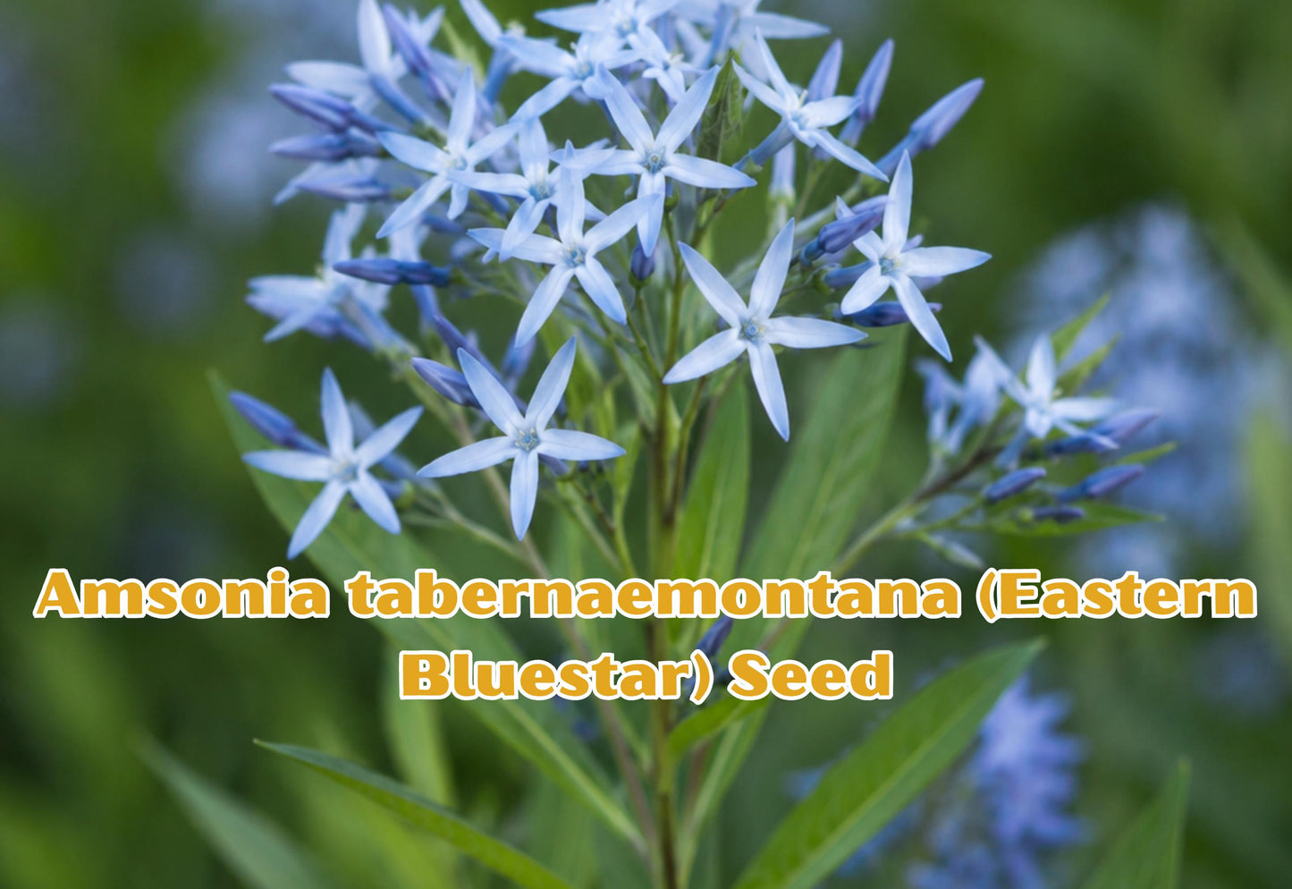 Eastern Bluestar Seeds, Amsonia tabernaemontana, Perennial, Soft Blue Flowers, Deer Resistant, Pollinator Friendly, 10 Seeds