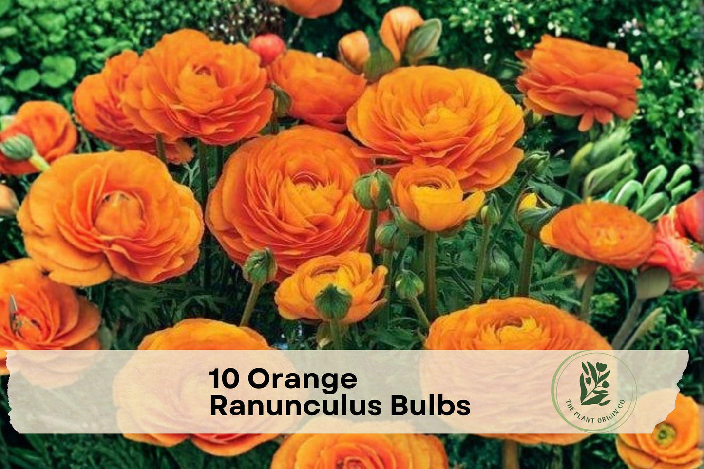 Orange Ranunculus Bulbs – Flowering Corms for Borders & Containers, Ranunculus asiaticus, Bright Orange Blooms