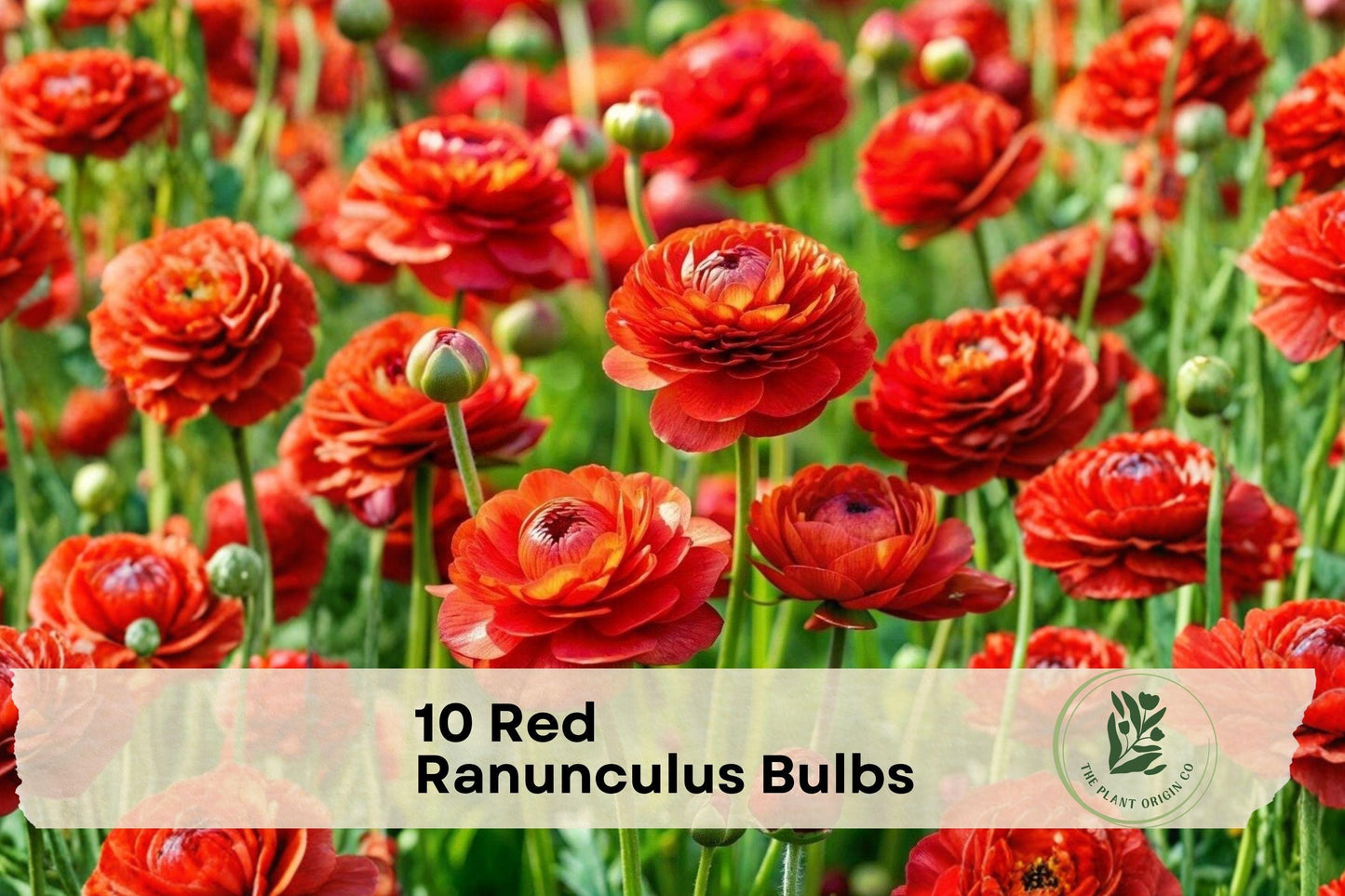 10 Red Ranunculus Bulbs - Flowering Corms for Borders & Containers, Ranunculus asiaticus, Peony-Style Blooms