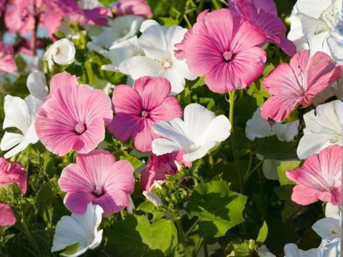Dwarf Rose Mallow Mix Seeds | Lavatera trimestris Flower for Garden & Container Planting | Pink, White, Rose