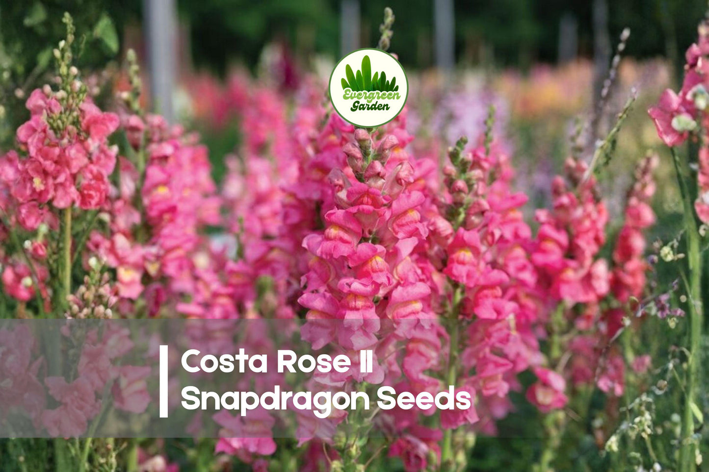 1000 Costa Rose II Snapdragon Seeds | Rose Pink Annual Flowers for Cut Gardens & Borders | Antirrhinum majus