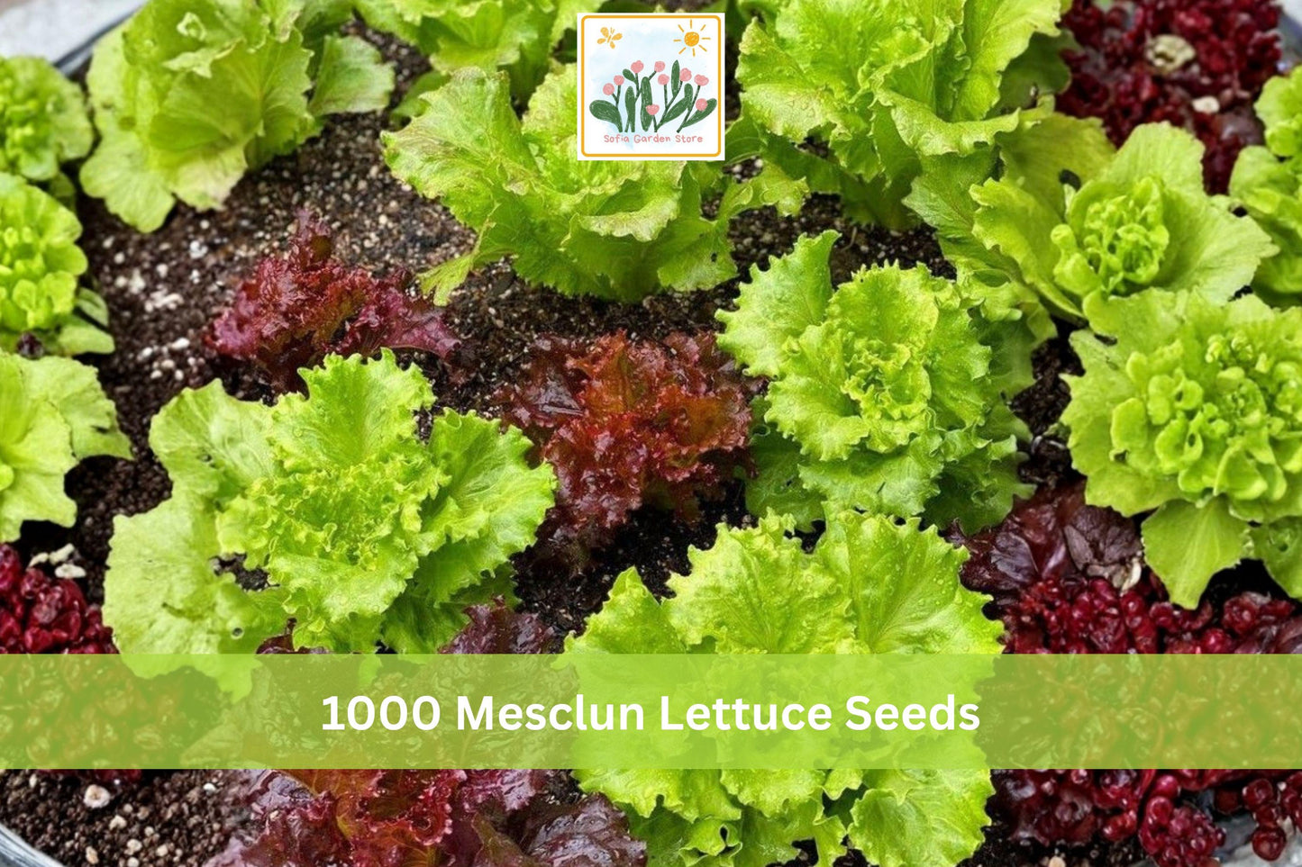 1000+ Mesclun Lettuce Seeds Mix Lactuca spp. Salad Greens for Indoor Outdoor Garden, Container, Fresh Leafy Vegetables
