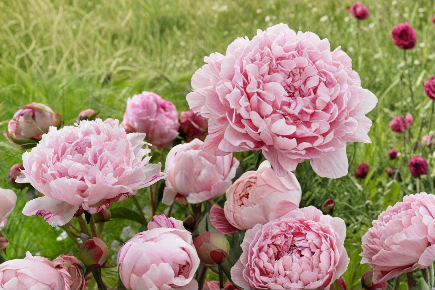 Sarah Bernhardt Peony Root – Paeonia lactiflora – Pastel Pink Double Blooms – Herbaceous Perennial Plant