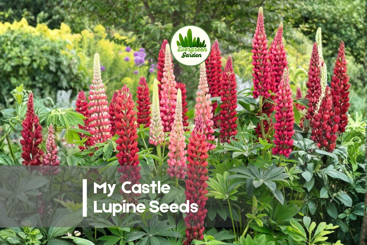 25 My Castle Lupine Seeds - Deep Red Perennial Flower Seeds for Borders & Pollinator Gardens, Lupinus polyphyllus