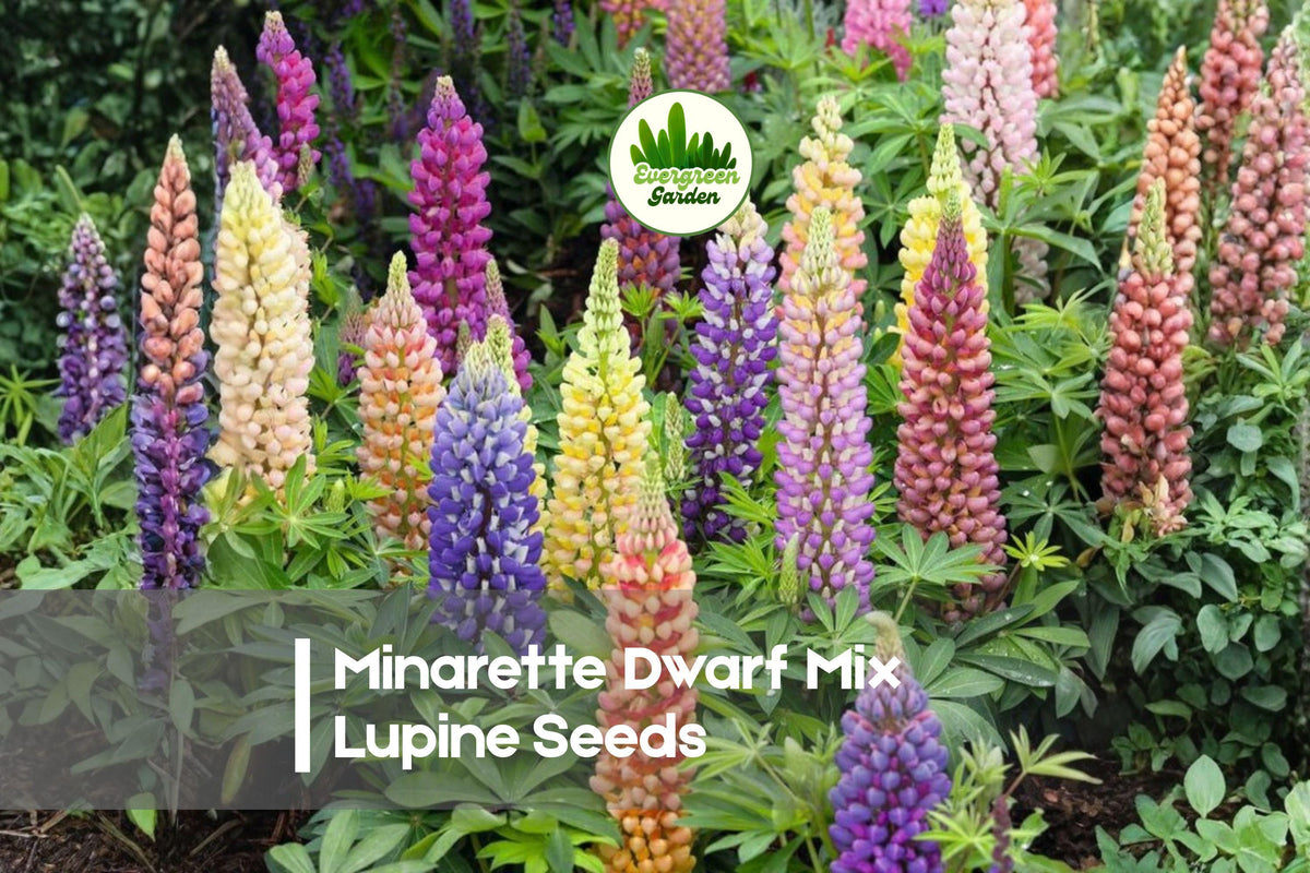 25 Minarette Dwarf Mix Lupine Seeds - Compact Perennial, Multi-Color Lupinus polyphyllus for Borders, Containers, Pollinator Gardens