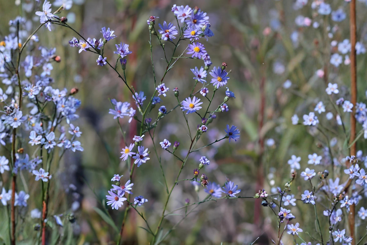 Sky Blue Aster Seeds | Native Wildflower, Drought-Tolerant, Pollinator Friendly | Symphyotrichum oolentangense (100 Seeds)