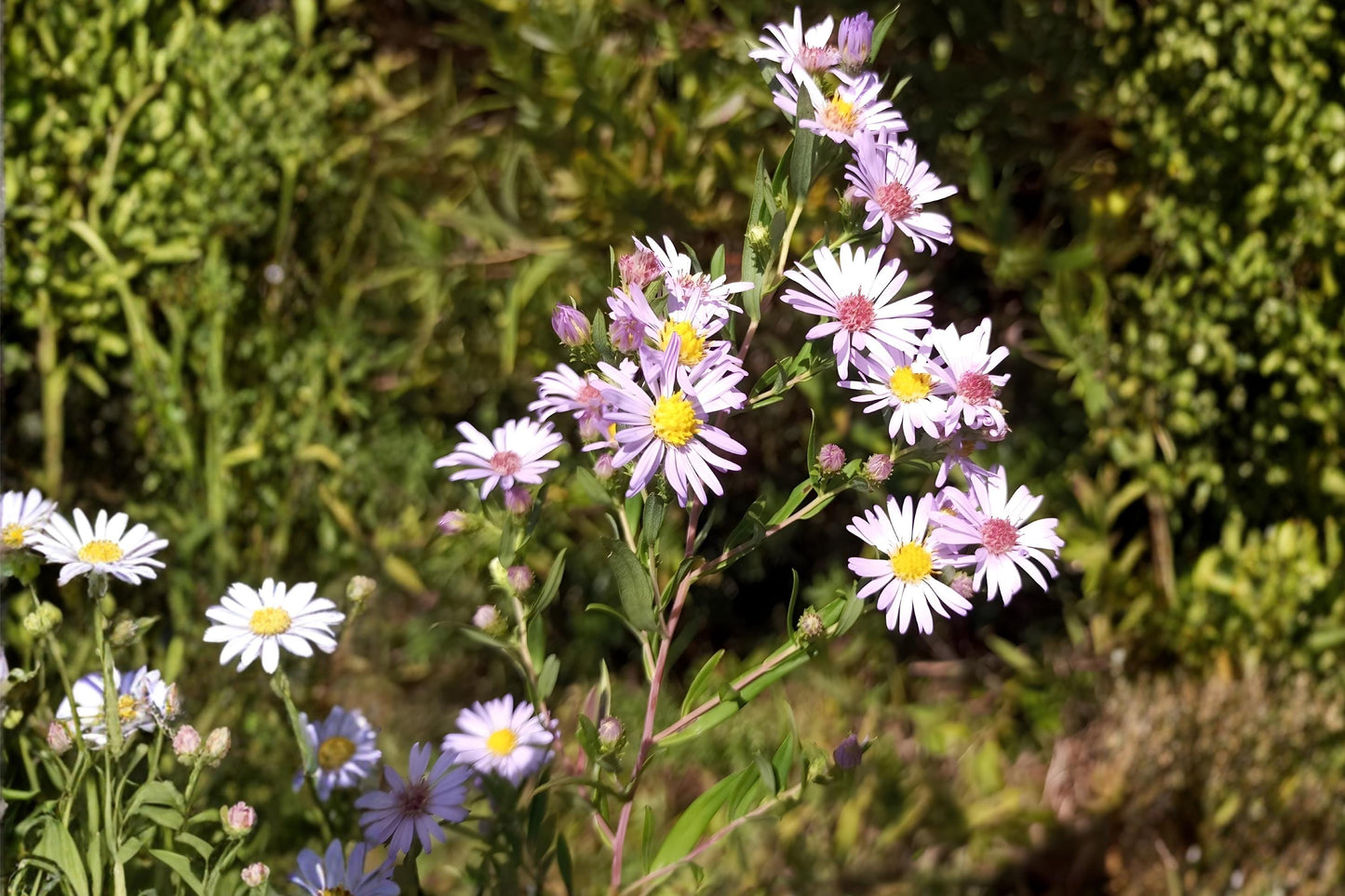 Willow Aster Seeds, Native Wildflower, Symphyotrichum praealtum, Lavender Blooms, Drought Tolerant, Pollinator-Friendly