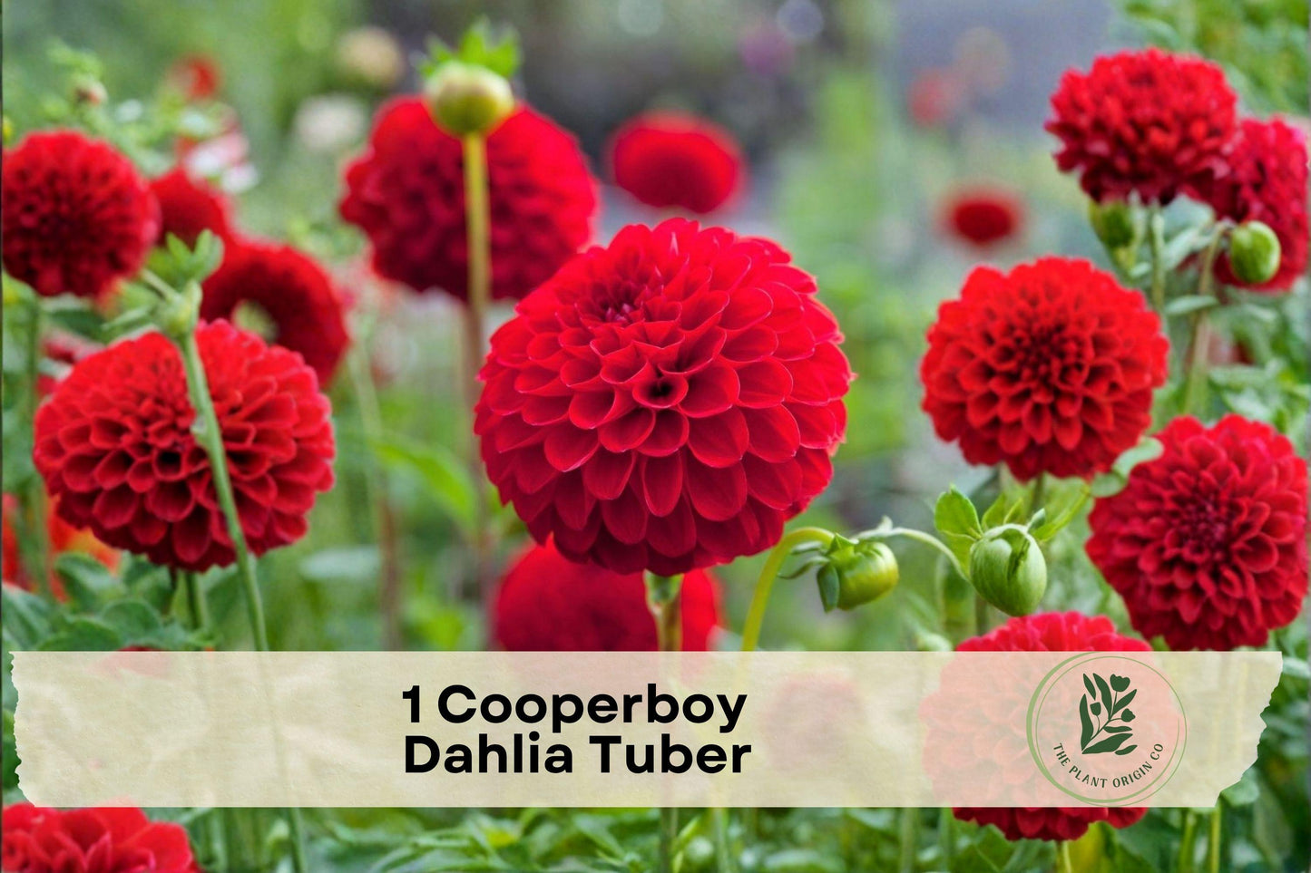 Cooperboy Dahlia Tuber – Large Summer Blooming Flowering Tuber for Garden Beds, Borders & Cut Flowers, Dahlia spp.