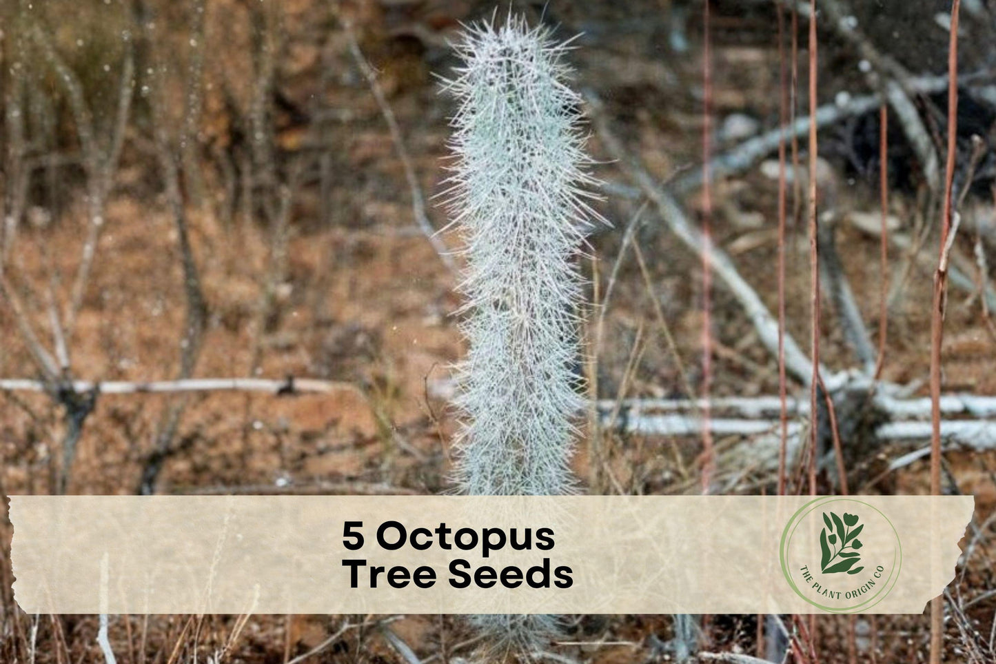 Octopus Tree Seeds - Didierea madagascariensis Exotic Succulent Tree for Collectors & Ornamental Gardens