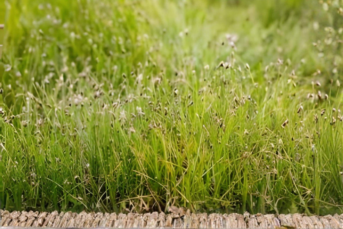 Dwarf Hairgrass Seeds, Aquarium Carpet Plant, Eleocharis acicularis, Live Aquascaping Grass, Fresh Pack, 100 Seeds
