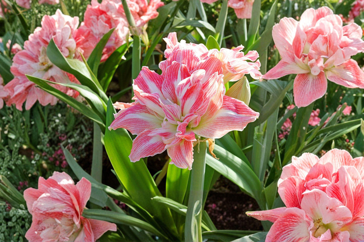 Dwarf Amaryllis Bulbs – Hippeastrum – Compact Flowering Bulbs for Indoor Gardens