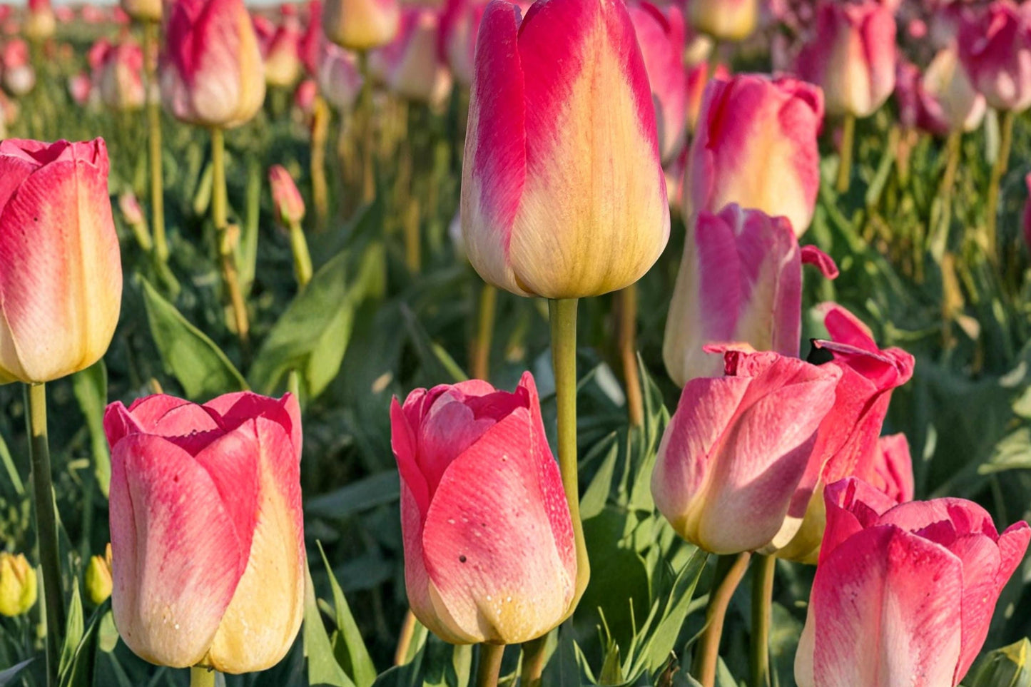 Tom Pouce Tulip Bulbs – Pink and Apricot Spring Flowering Perennial Tulipa Bulbs for Garden Beds & Containers