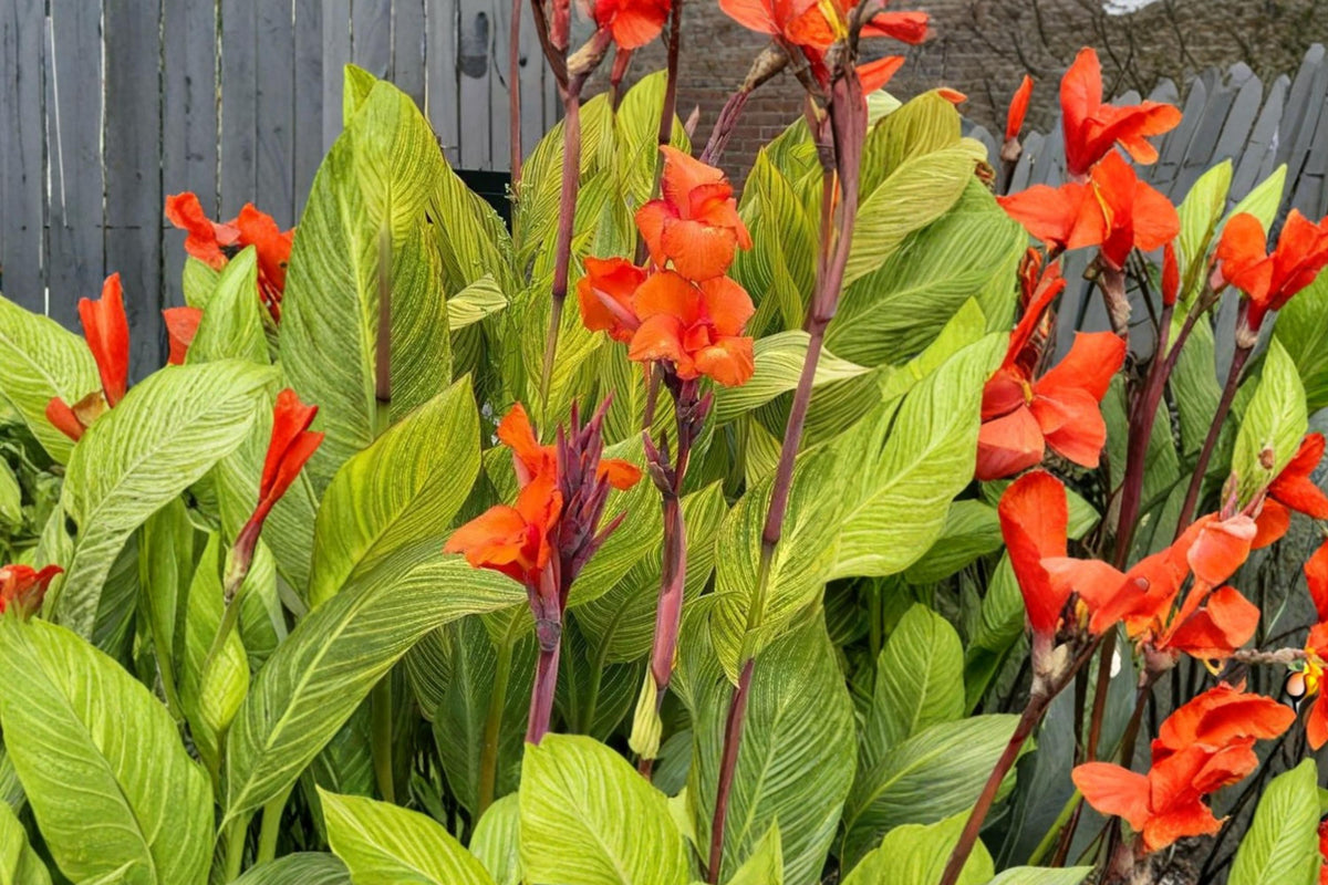 Pretoria Canna Lily Bulbs – Vibrant Orange Flowers & Variegated Green Foliage – Canna Perennial Bulbs for Garden Beds & Containers